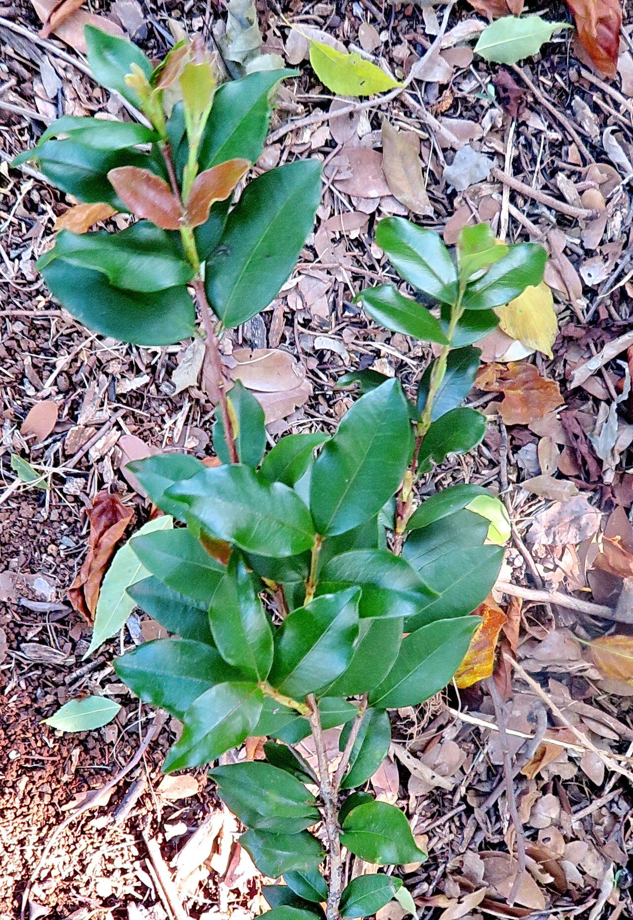 Eugenia neosilvestris — houseplant care guide