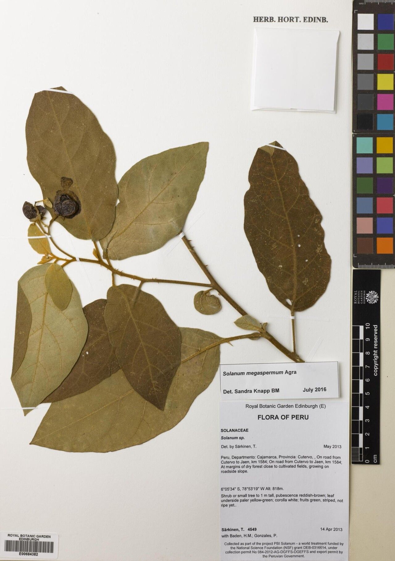 Solanum megaspermum — houseplant care guide