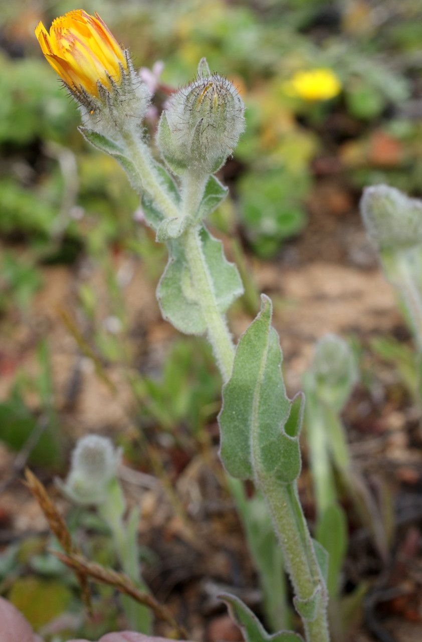 Andryala arenaria habit