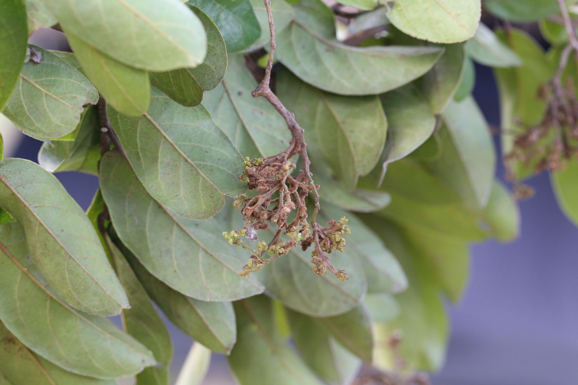 Antidesma rufescens — houseplant care guide