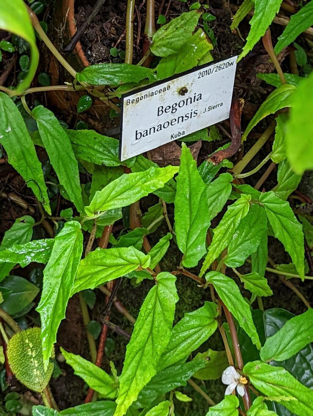 Begonia banaoensis leaf