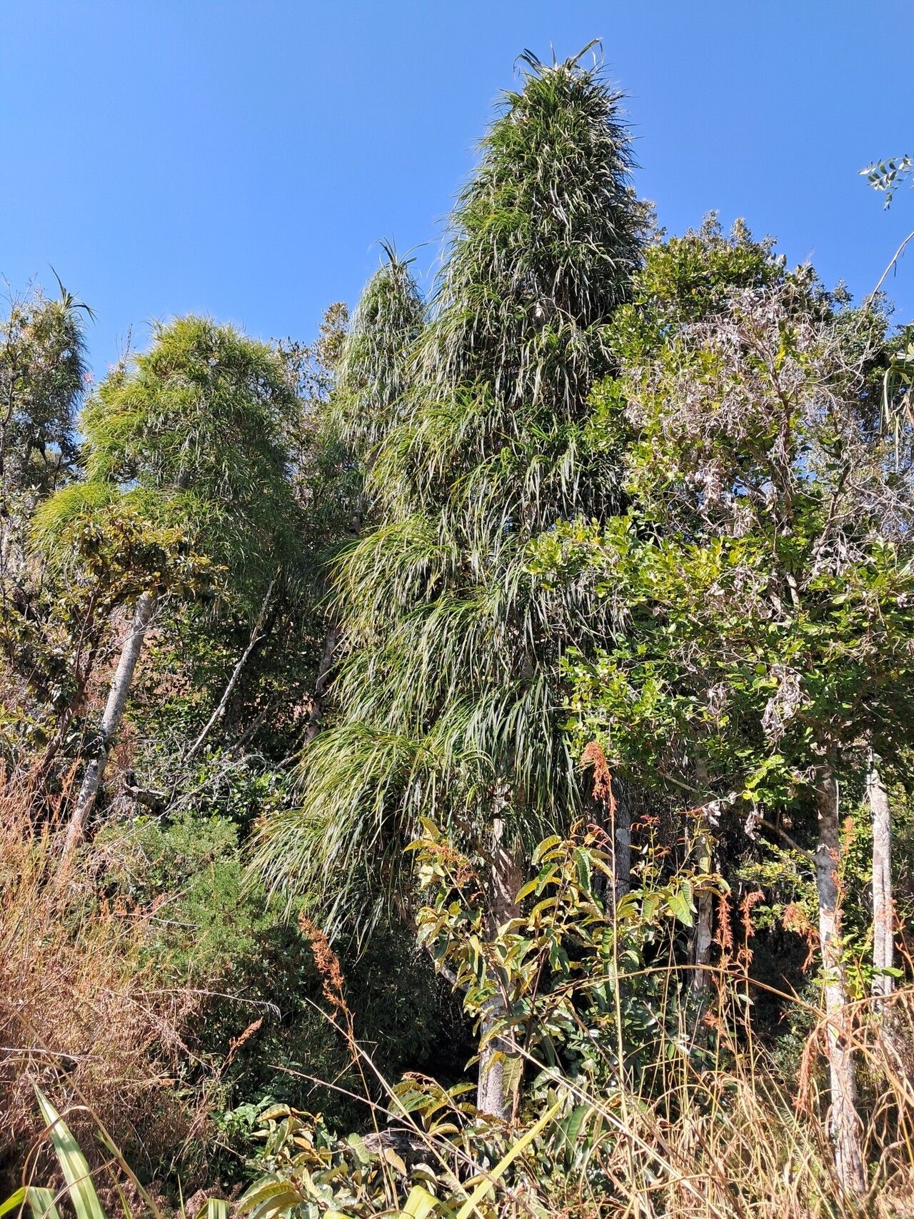 Pandanus longistylus — houseplant care guide