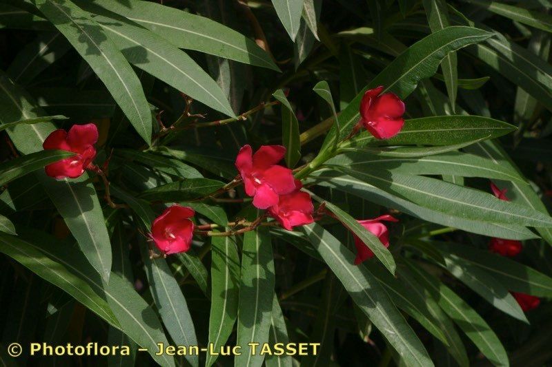 Nerium indicum x Nerium oleander habit