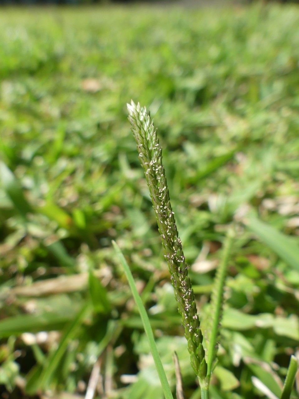 Cenchrus clandestinus flower