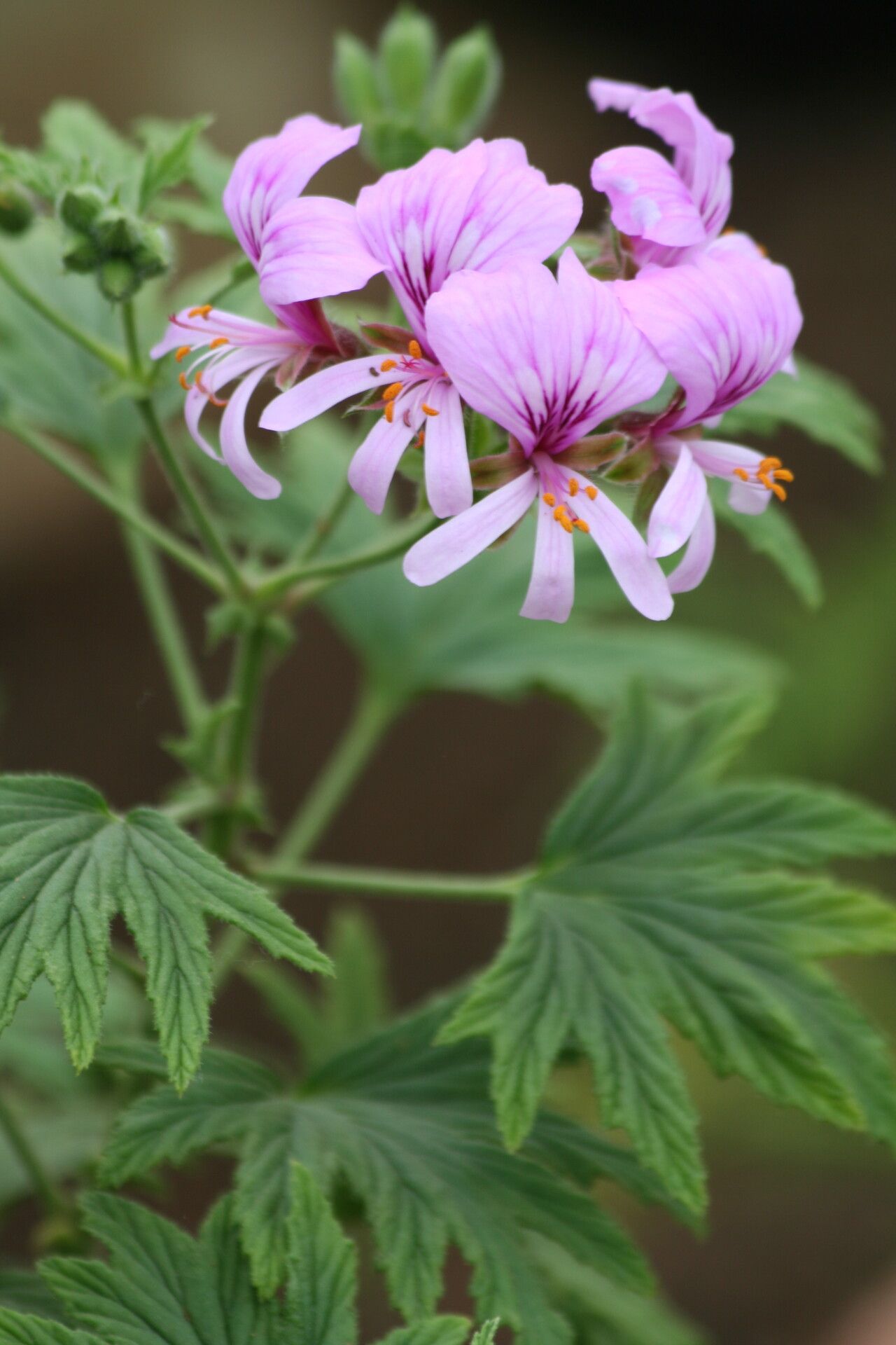Pelargonium citronellum flower
