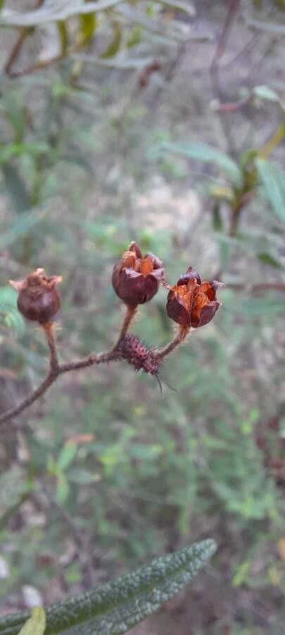 Cistus salviifolius fruit