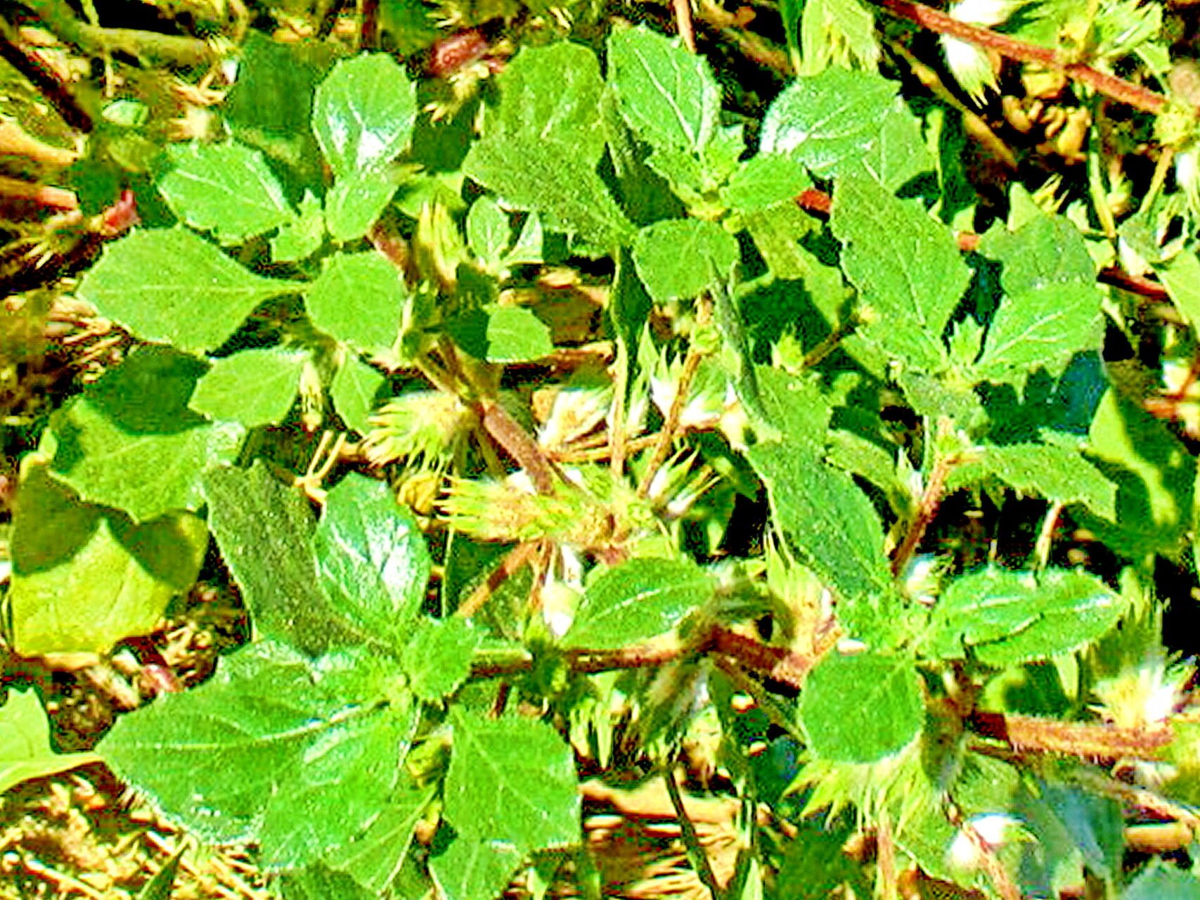 Forsskaolea candida — related species from the same genus