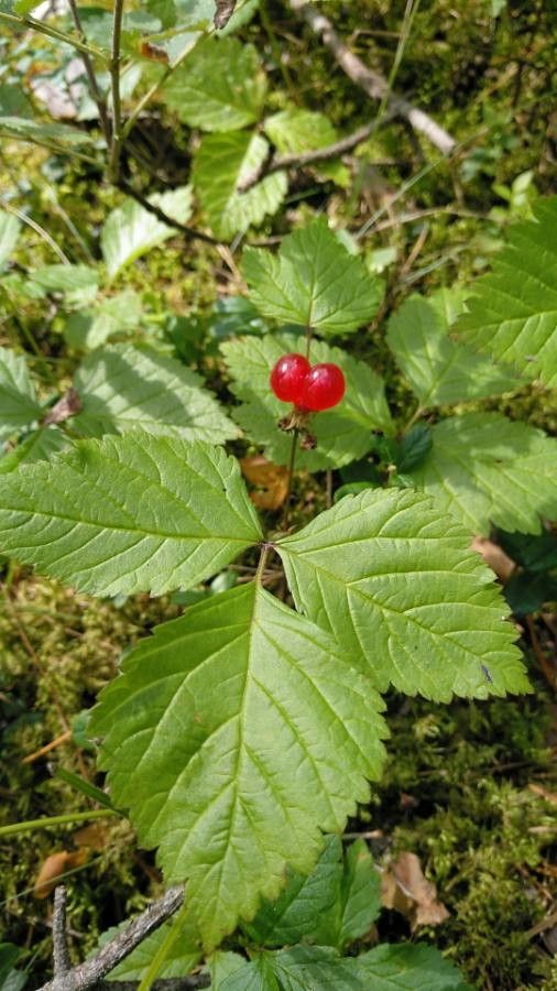 Rubus saxatilis fruit