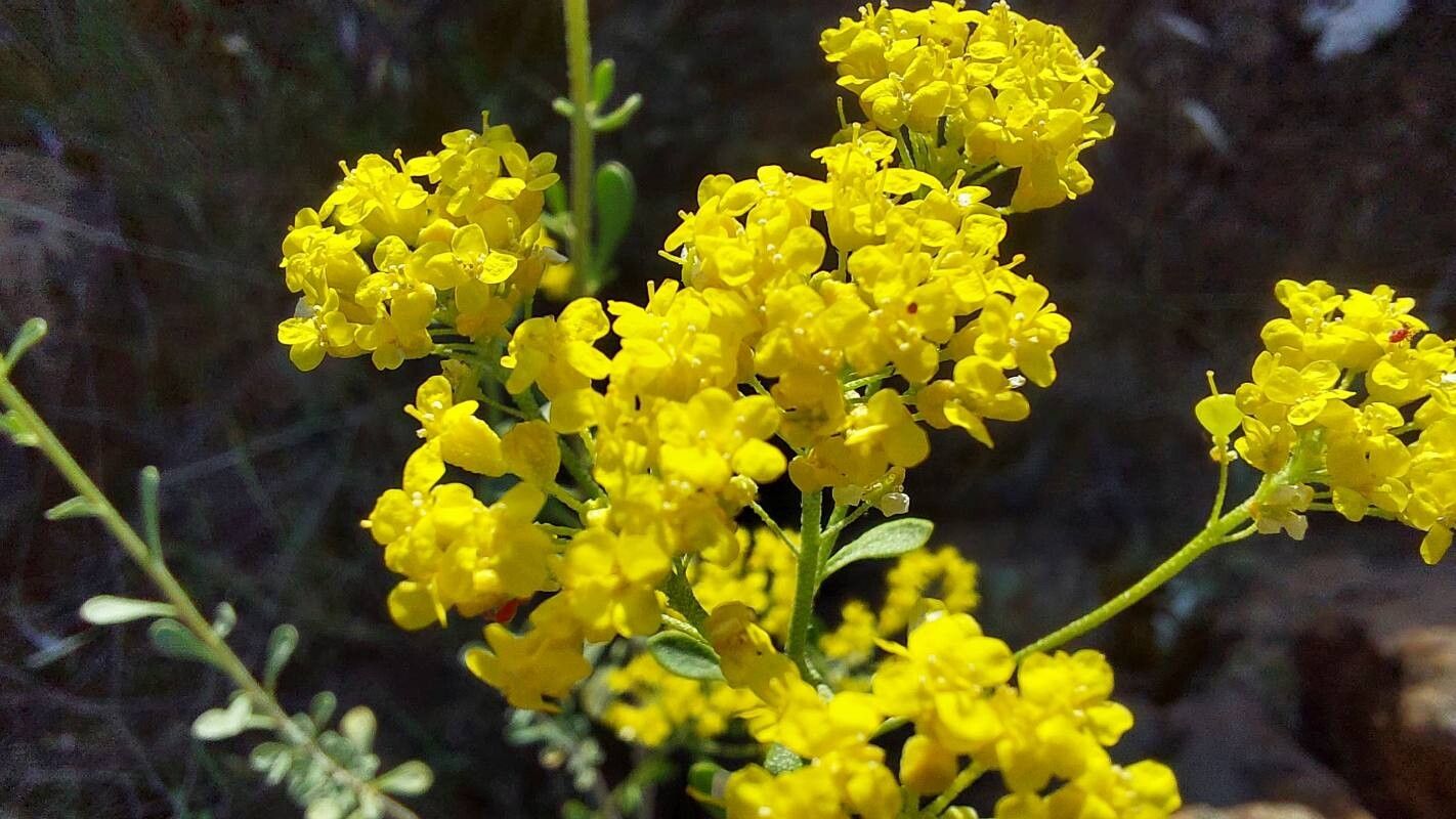 Odontarrhena corsica flower