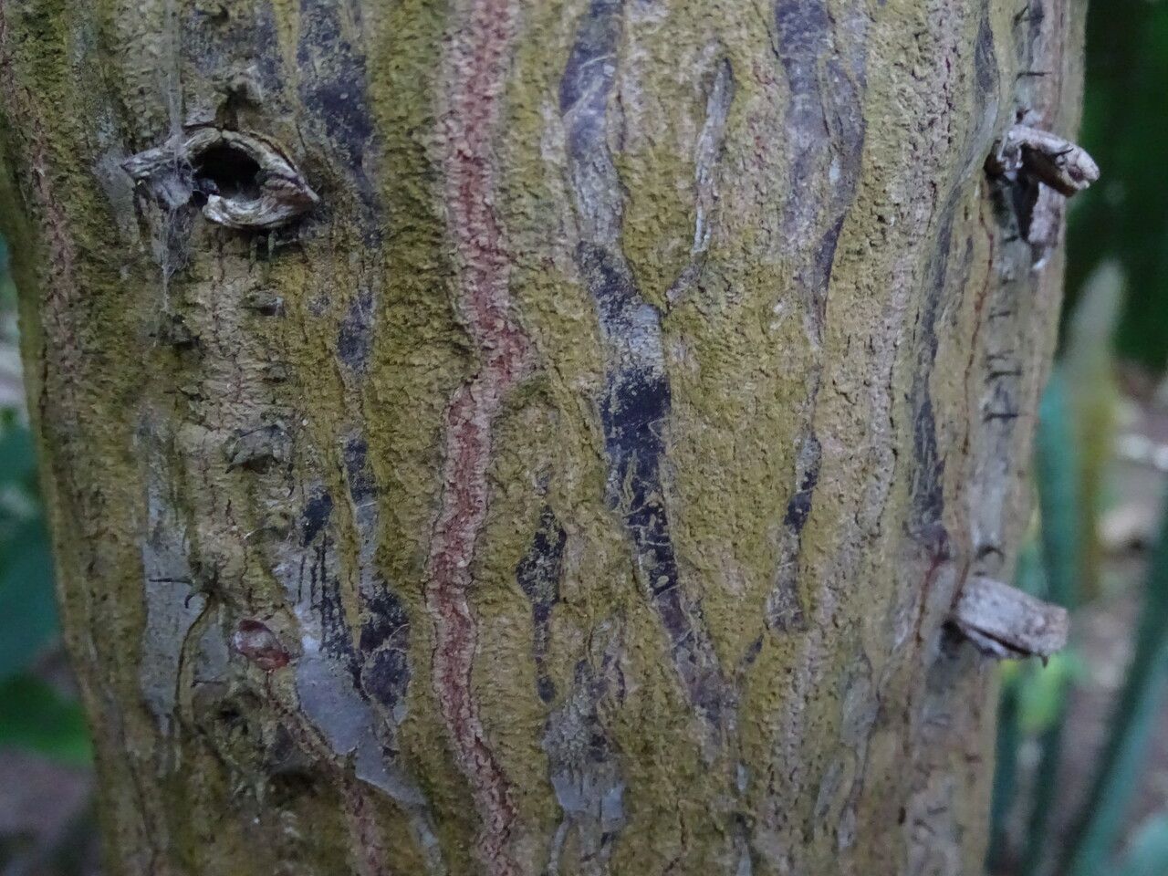 Euphorbia dawei bark