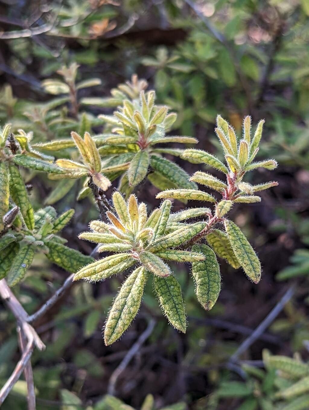 Rhododendron spiciferum leaf