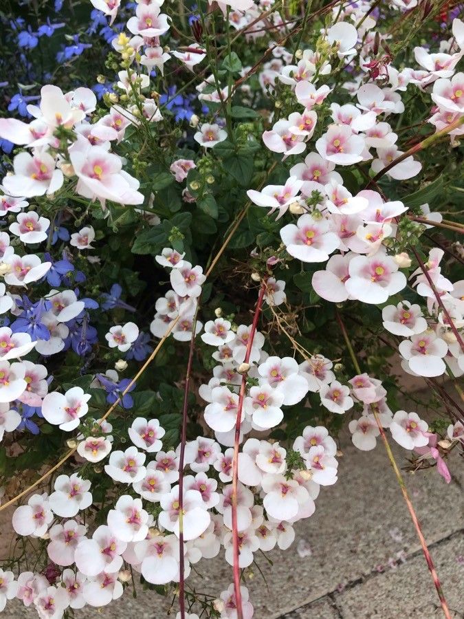Diascia rigescens fruit