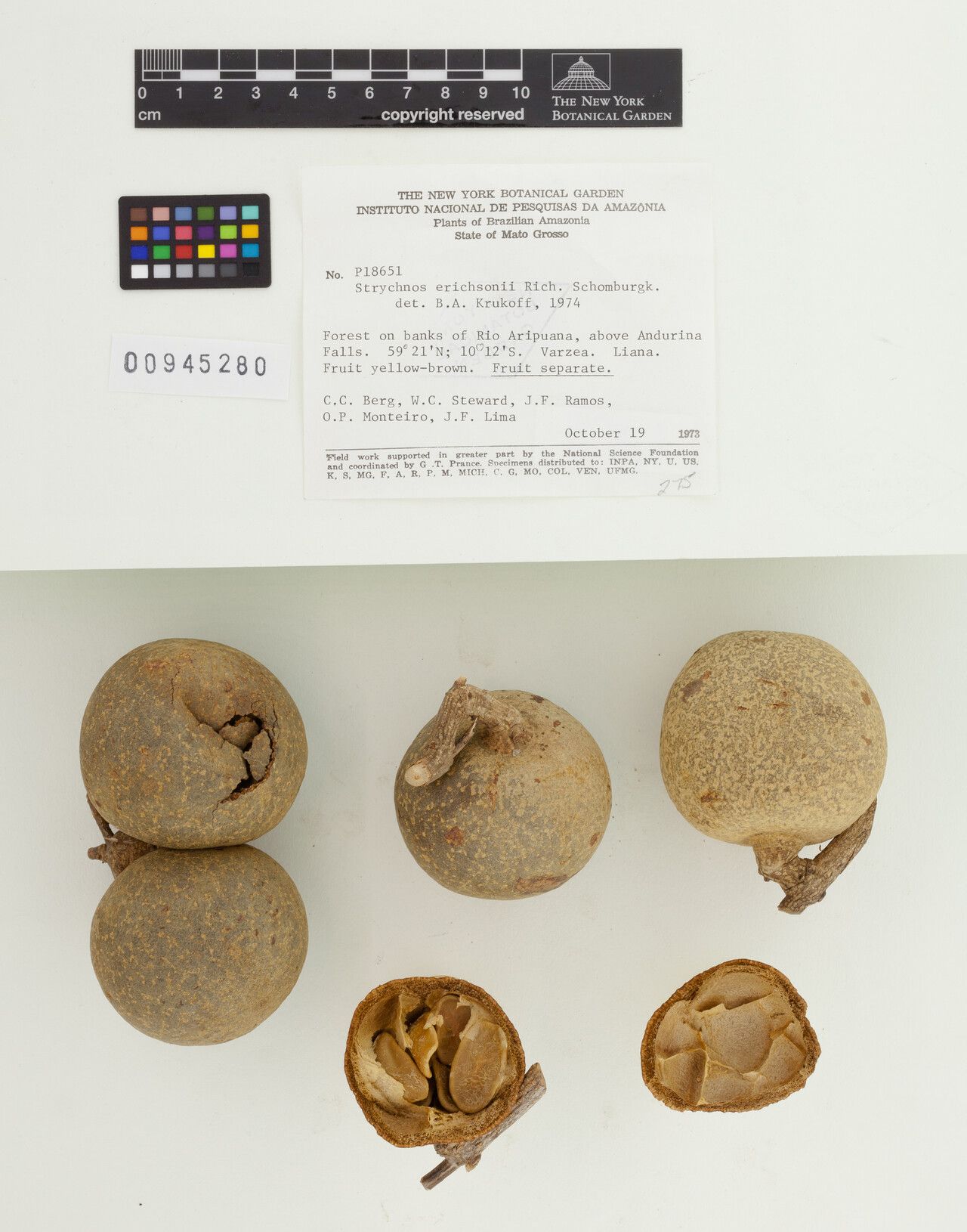 Strychnos erichsonii flower