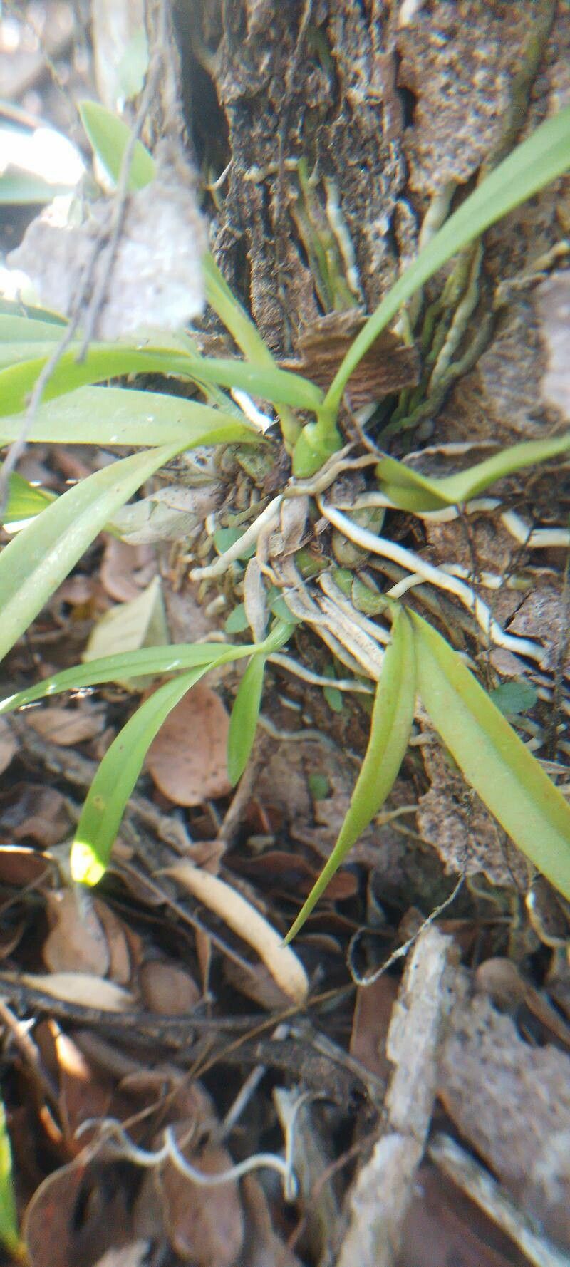 Broughtonia domingensis bark