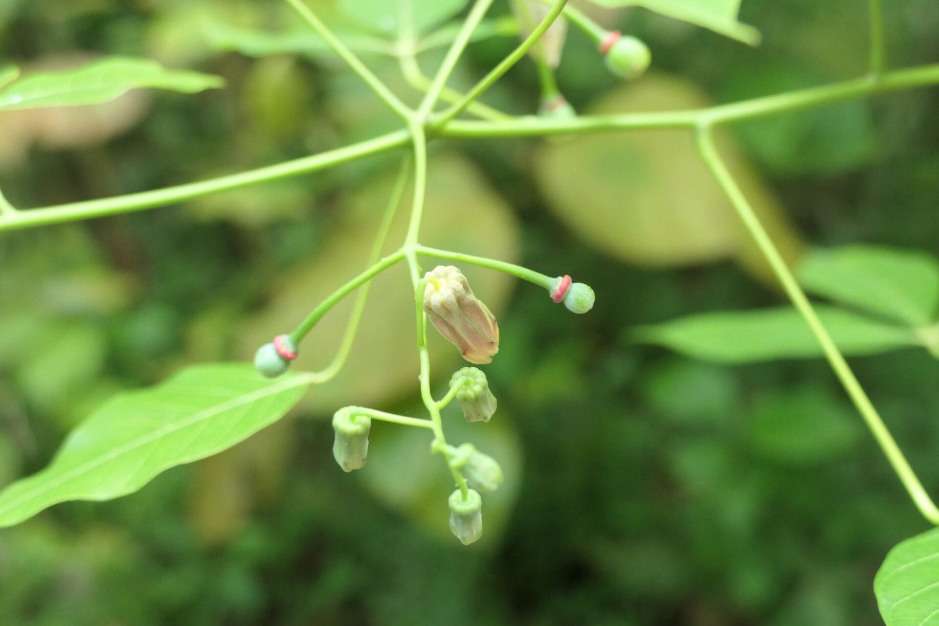 Manihot brachyloba flower