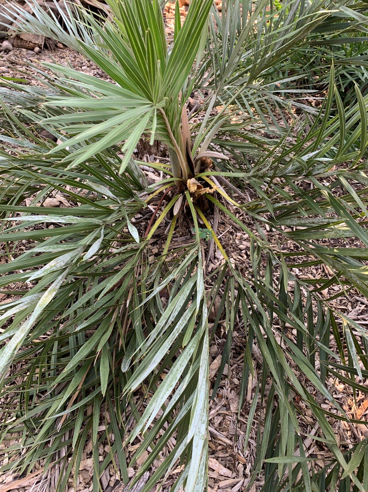 Syagrus itacambirana habit