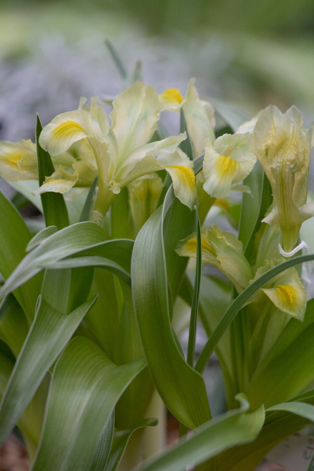 Iris regis-uzziae — houseplant care guide