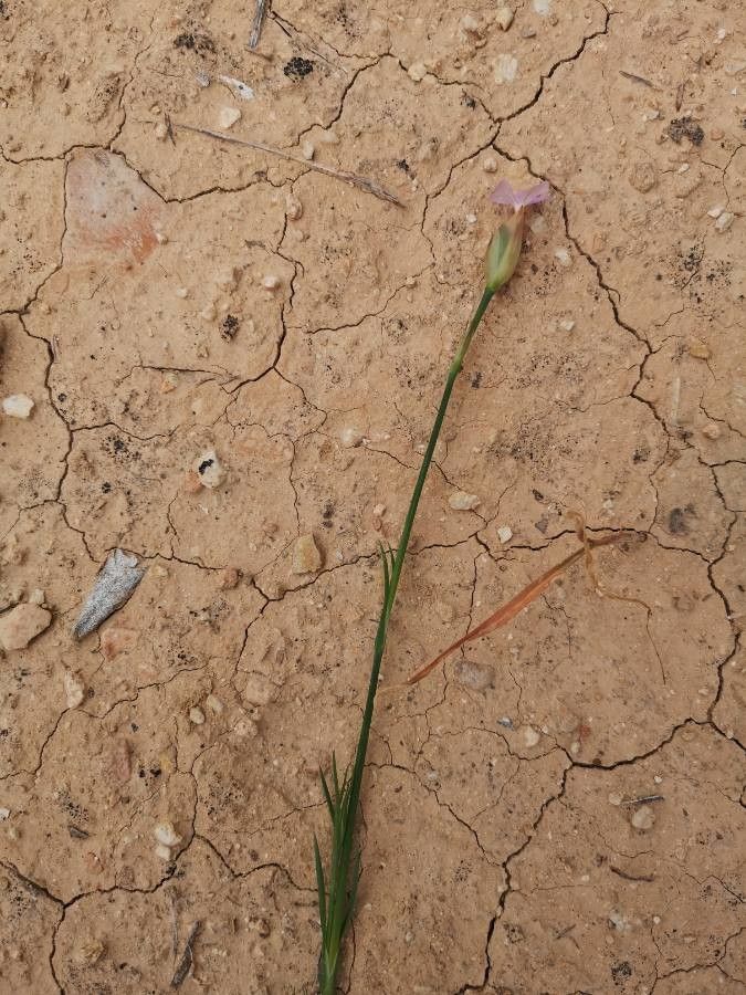 Petrorhagia nanteuilii bark