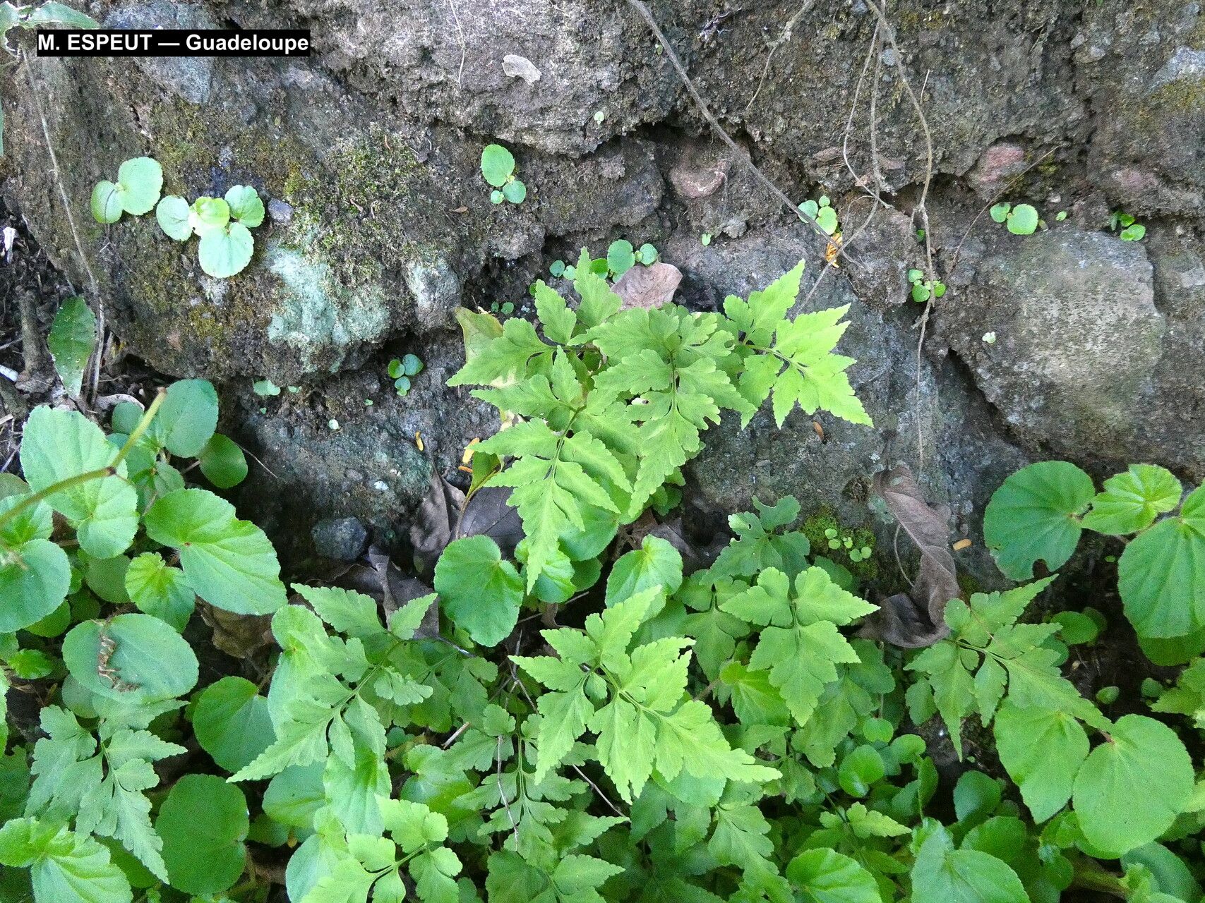 Asplenium pumilum habit