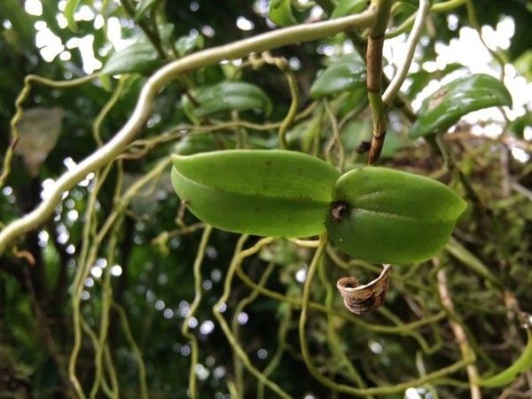 Oeonia rosea — houseplant care guide