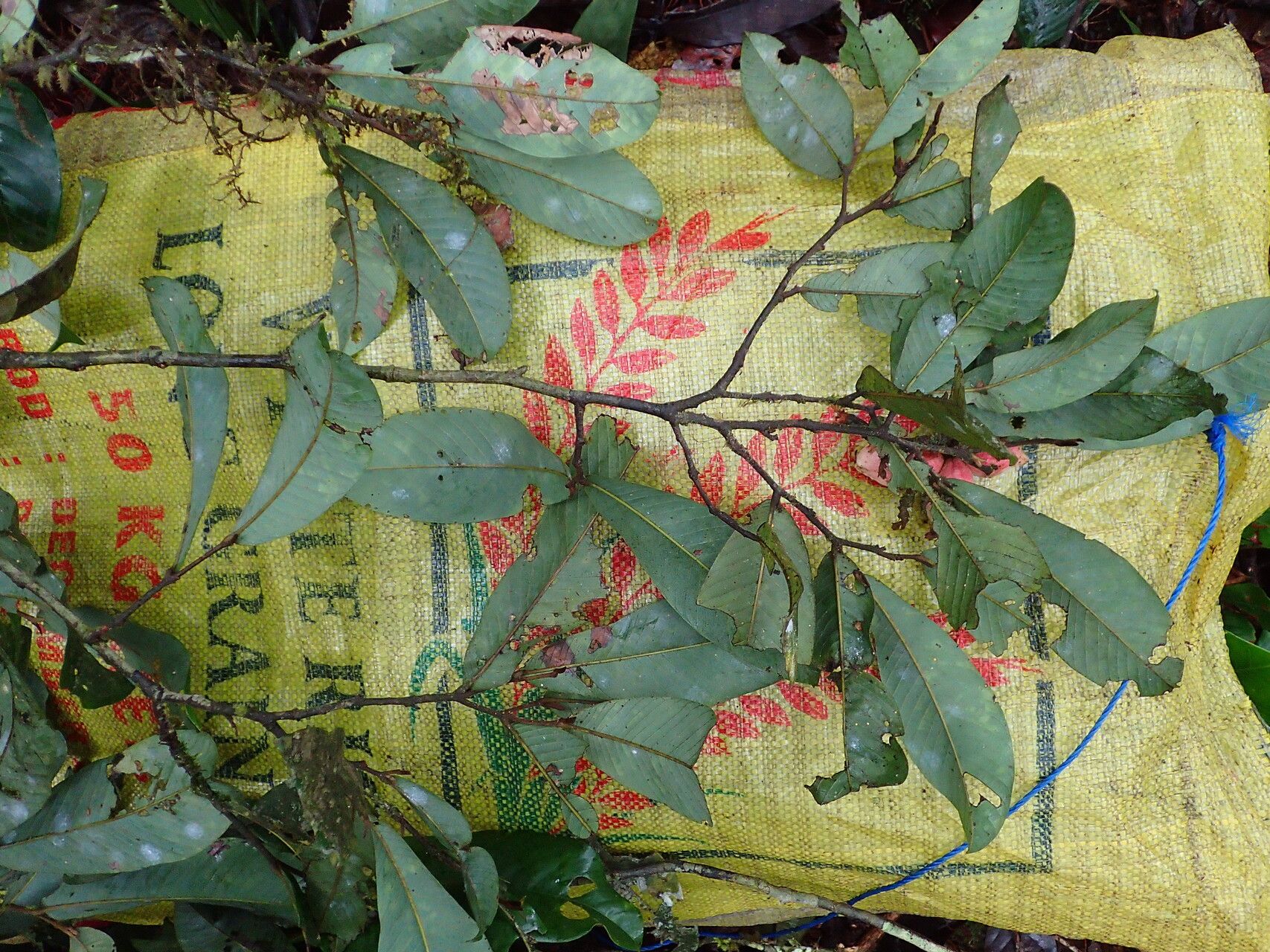 Piptostigma mayndongtsaeanum — houseplant care guide