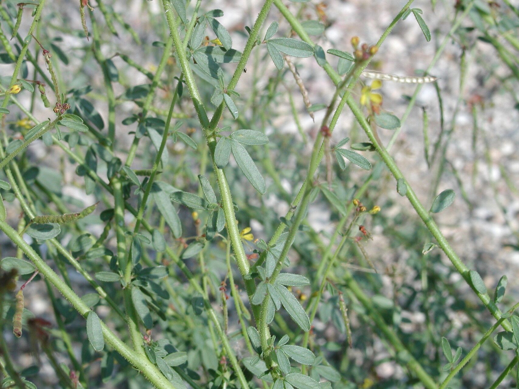 Cleome ornithopodioides bark