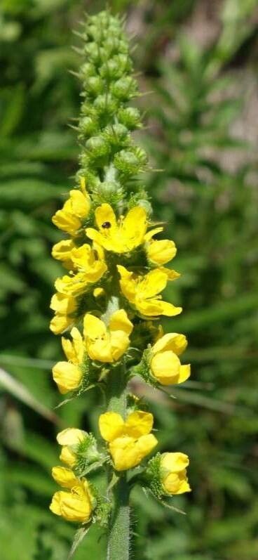 Agrimonia bracteata flower