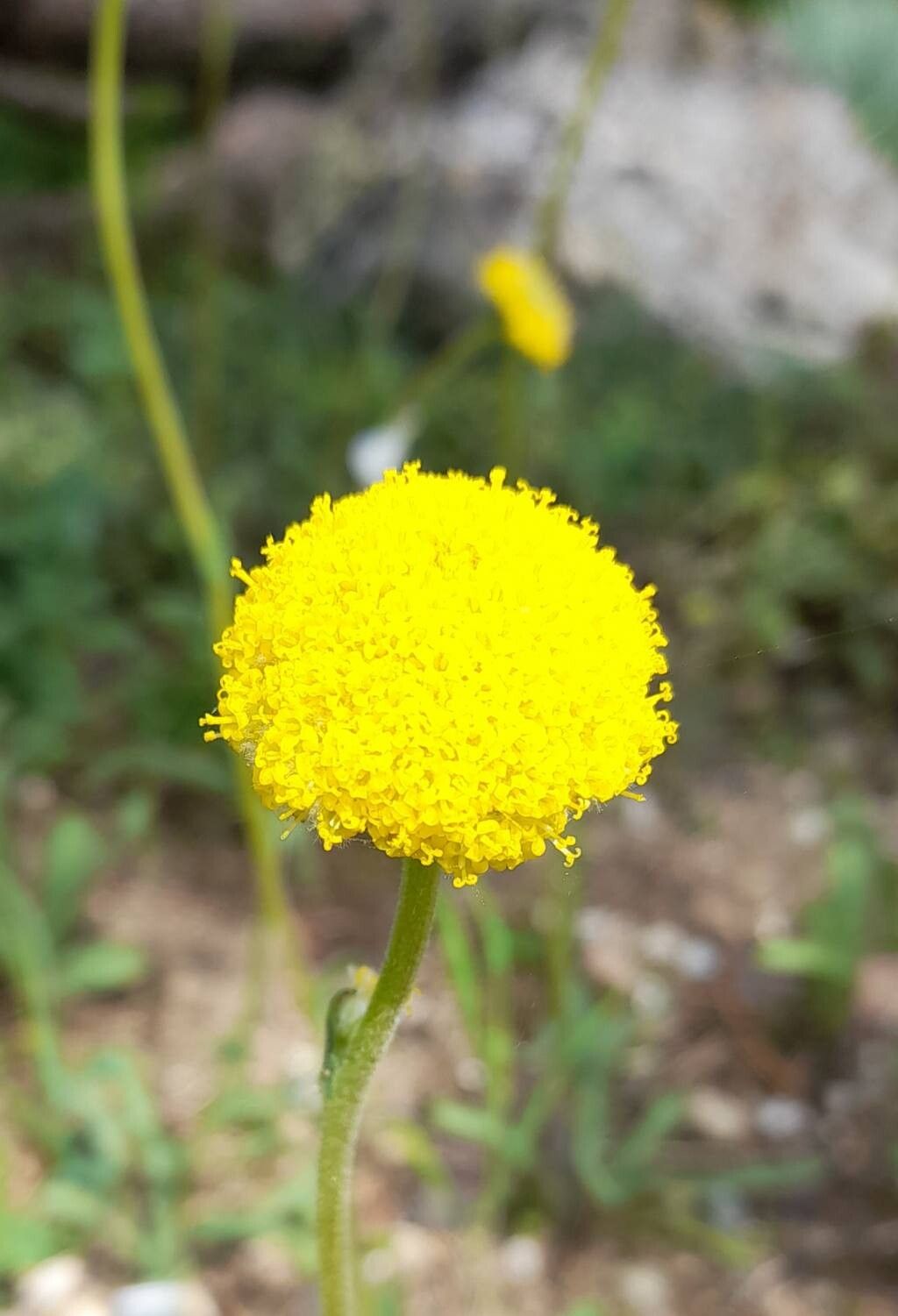 Craspedia glauca flower
