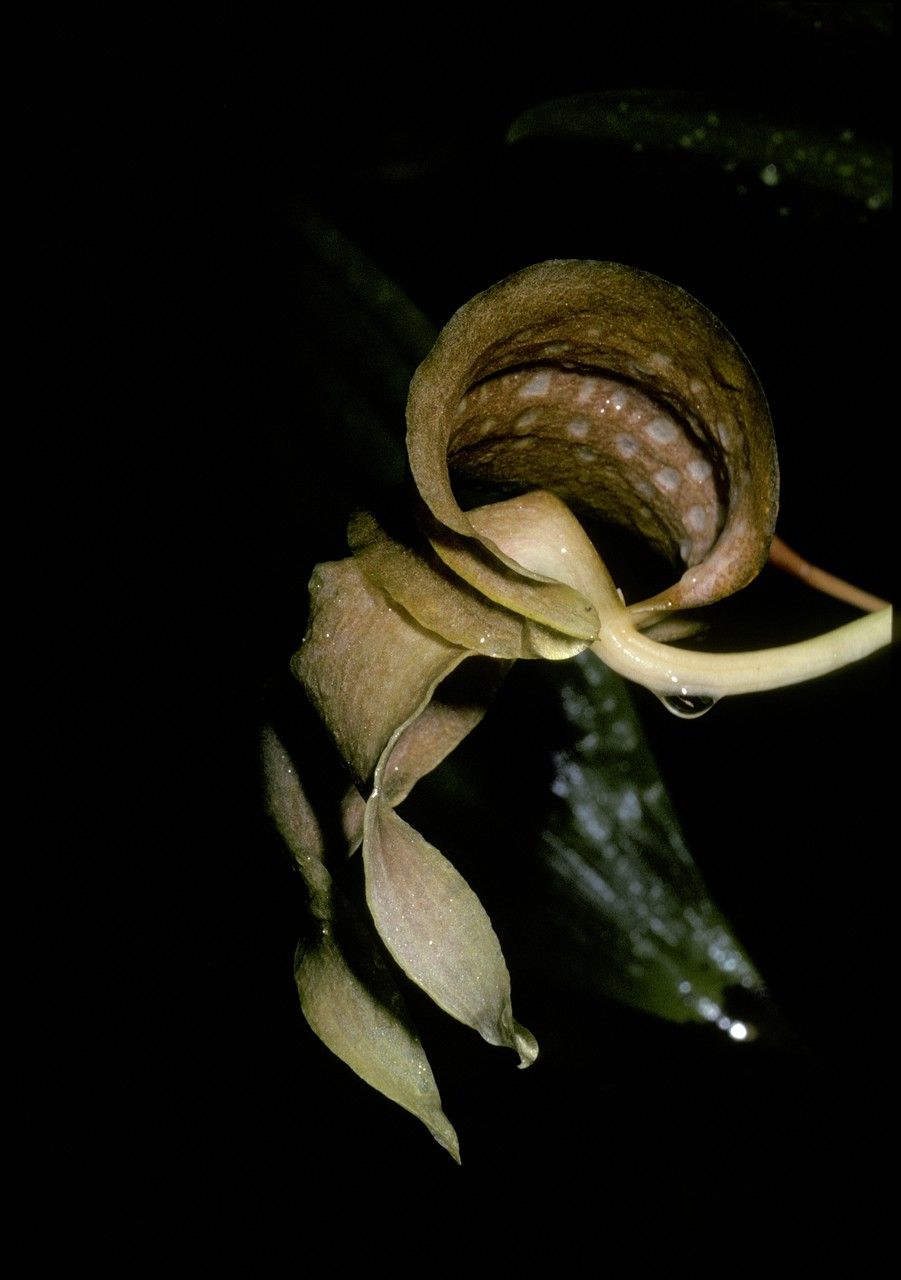 Bulbophyllum penduliscapum — houseplant care guide