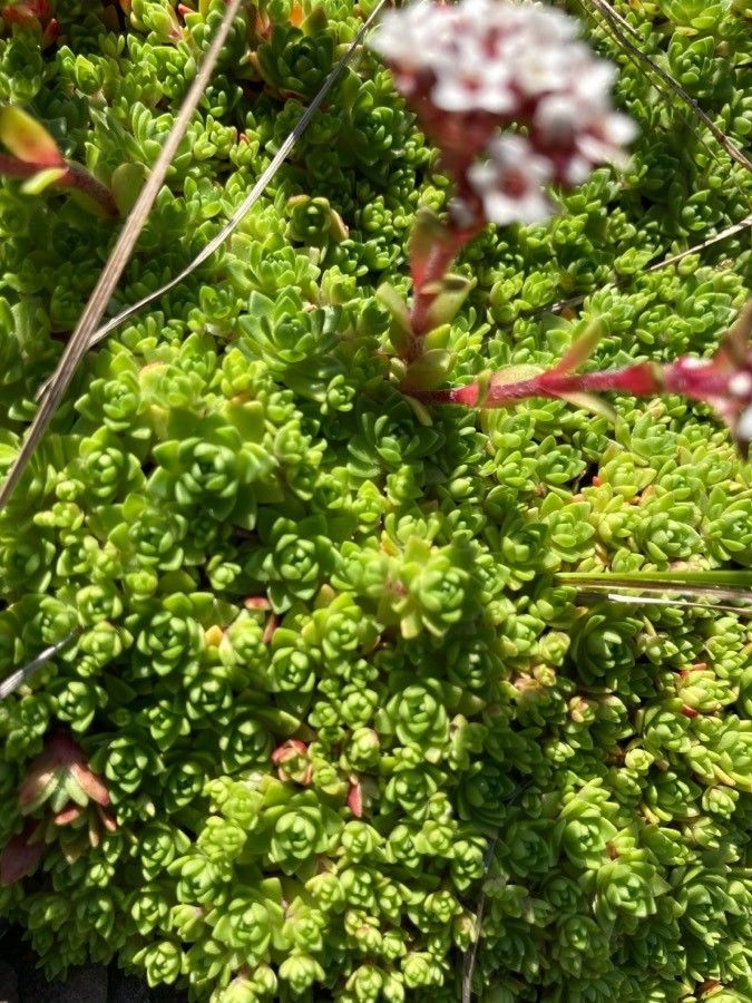 Crassula setulosa — search result for 'Crassula'