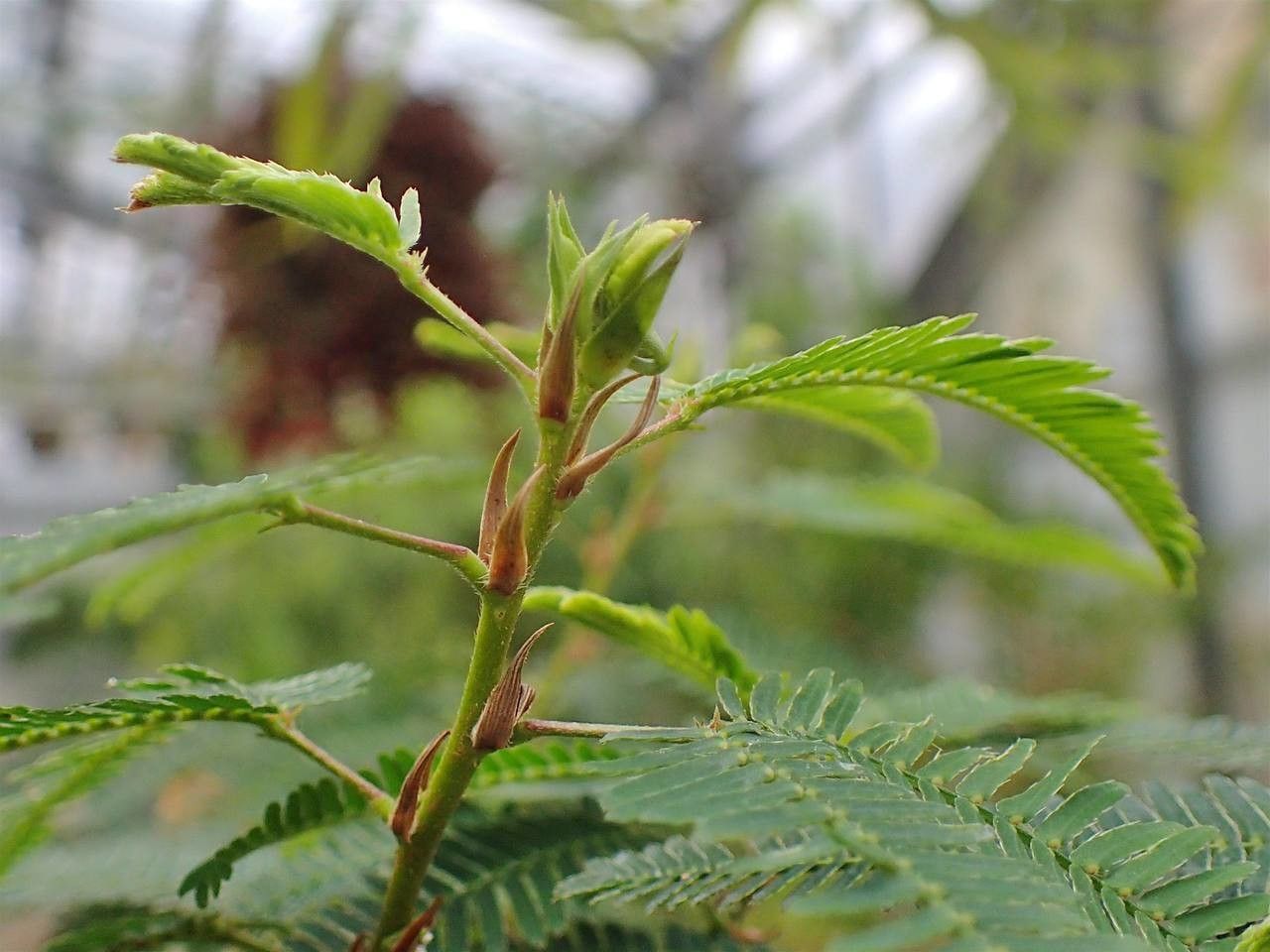 Mimosa Polycarpa bark