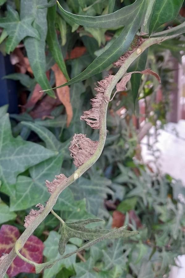 Hedera nepalensis other