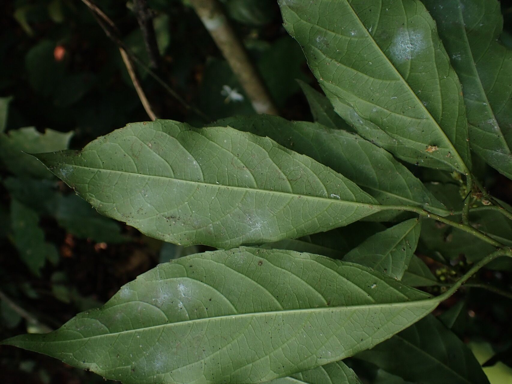 Rinorea subintegrifolia — houseplant care guide