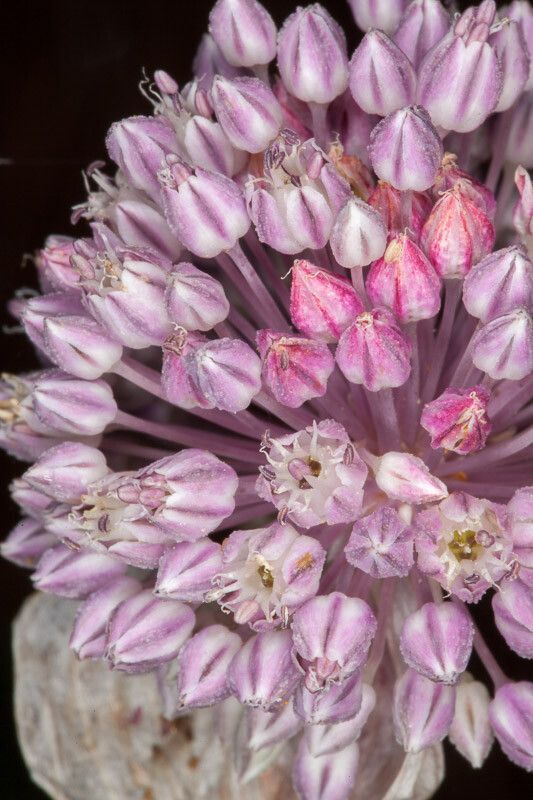 Allium commutatum flower