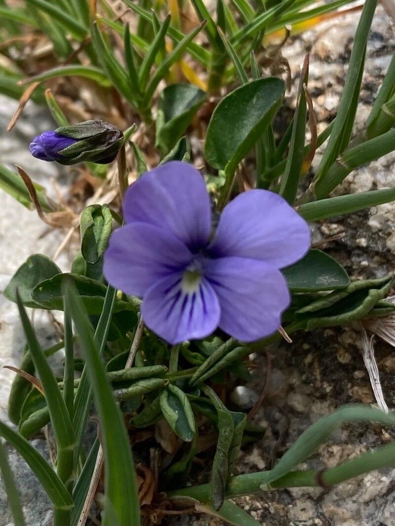 Viola argenteria flower