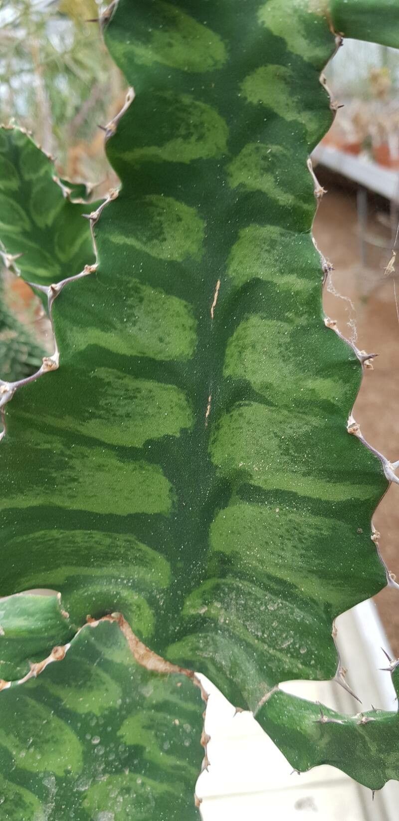 Euphorbia angularis — houseplant care guide