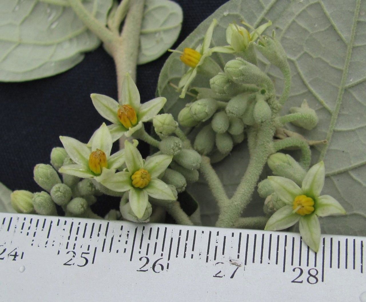 Solanum lepidotum other