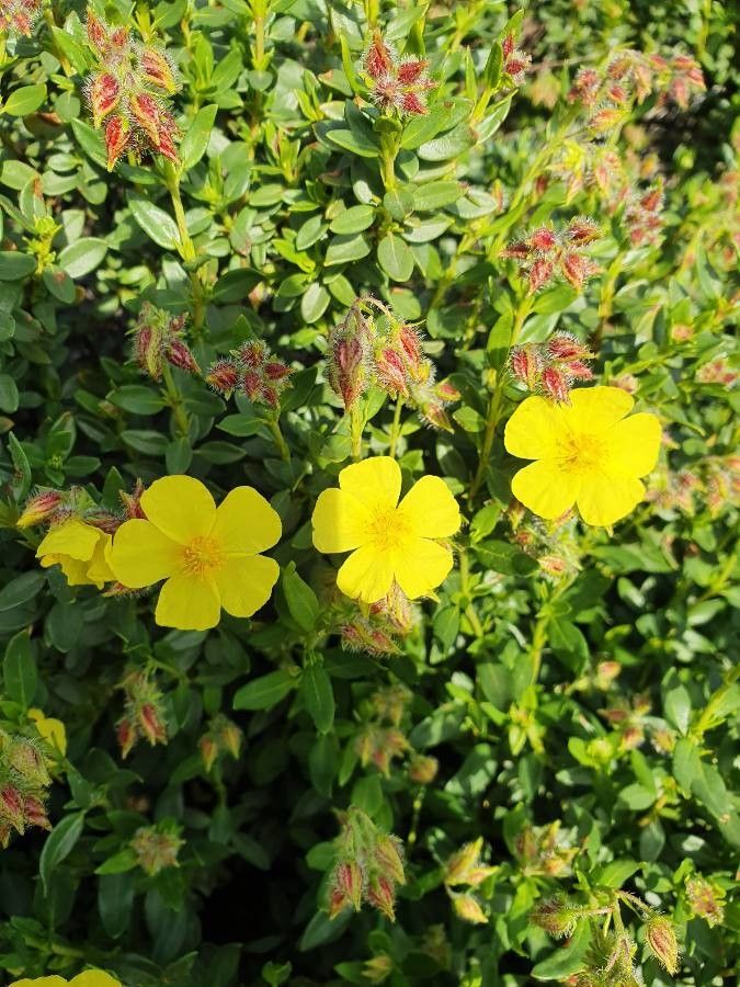 Helianthemum alypoides flower