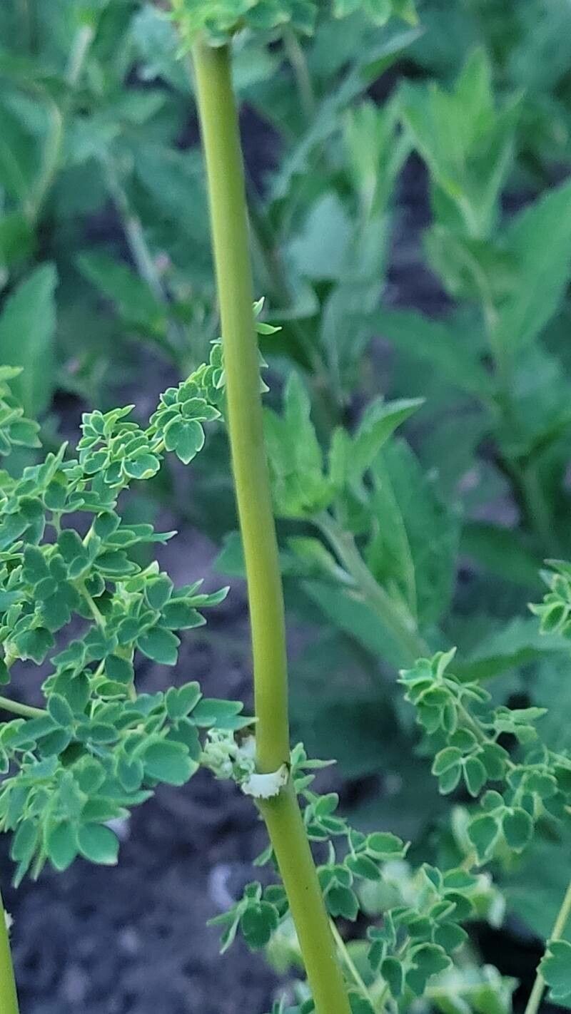 Thalictrum delavayi bark