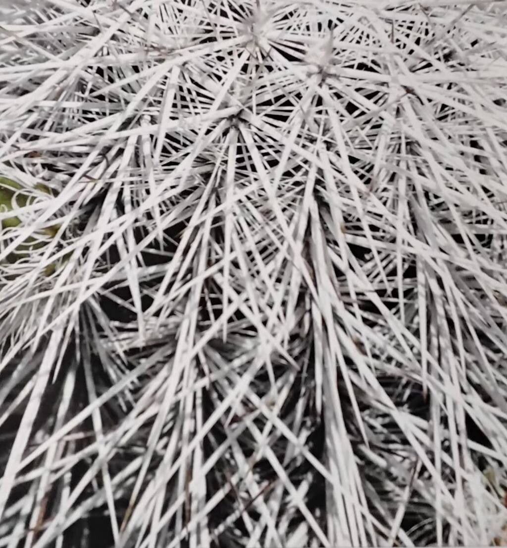 Echinocereus canus leaf