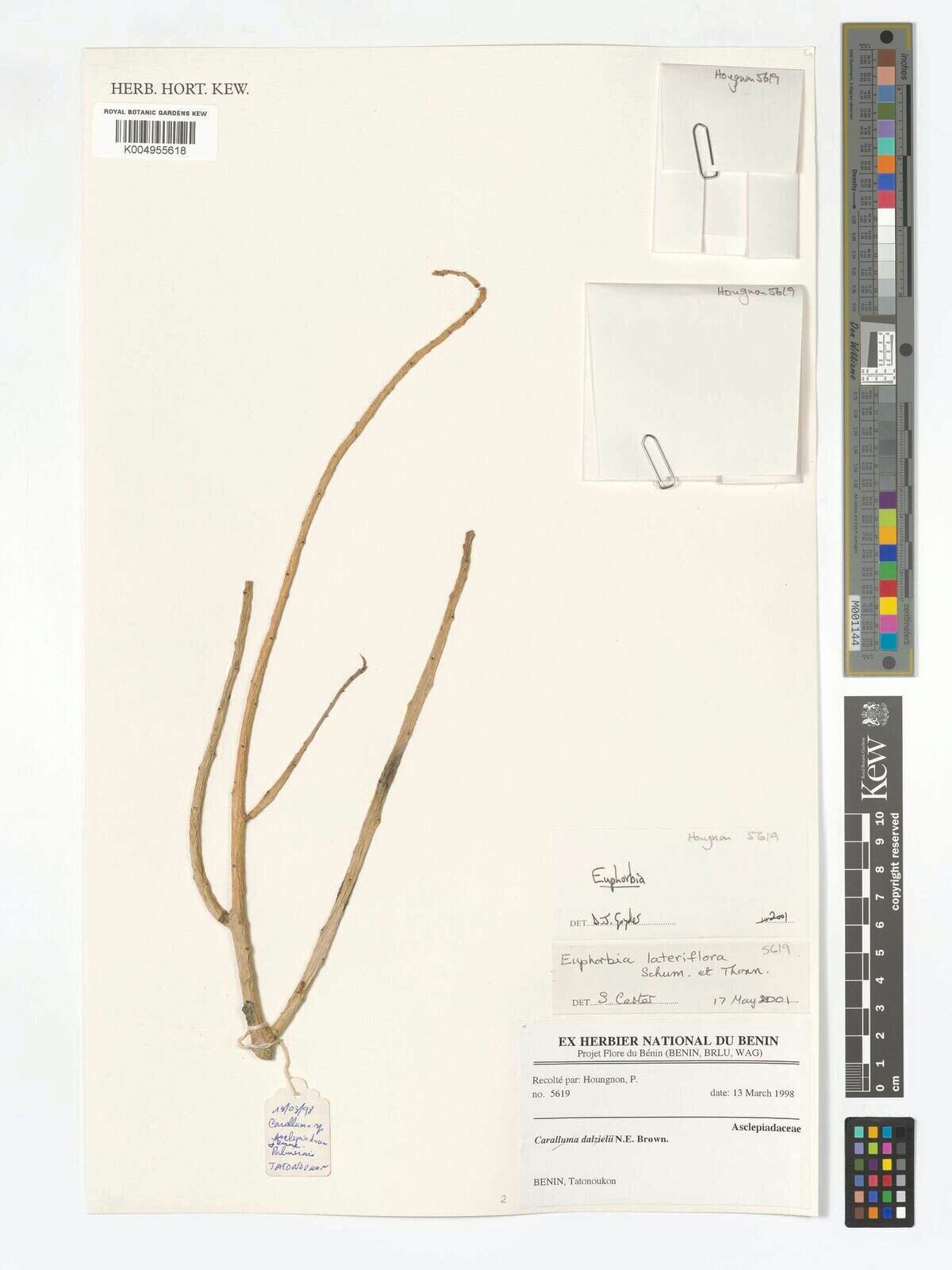 Euphorbia lateriflora — houseplant care guide