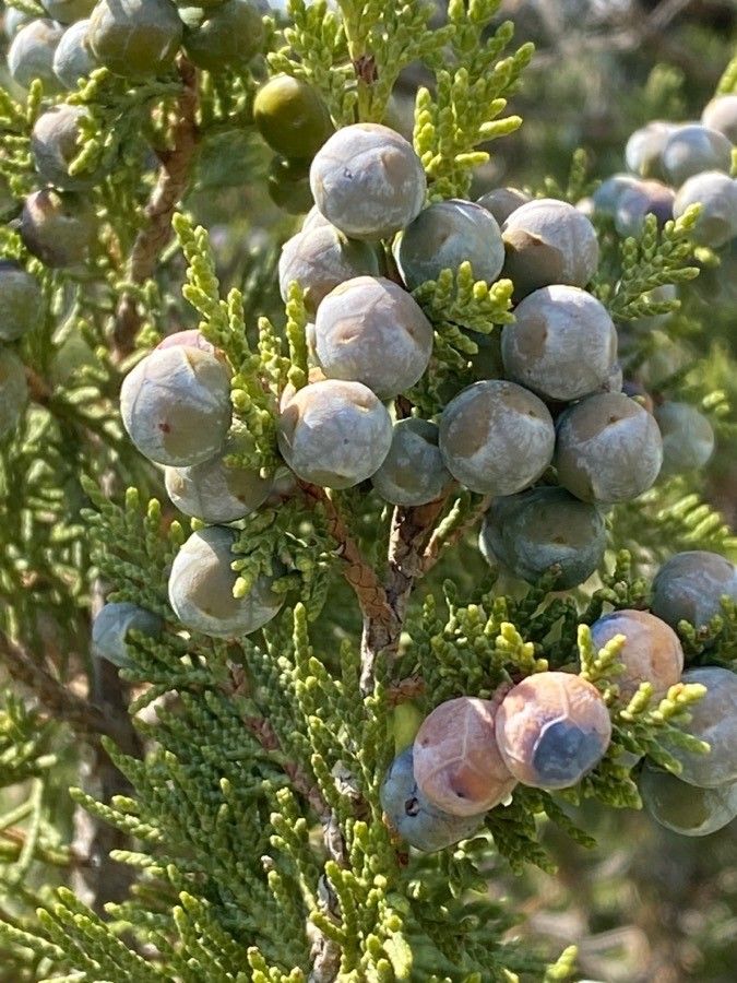 Juniperus thurifera fruit