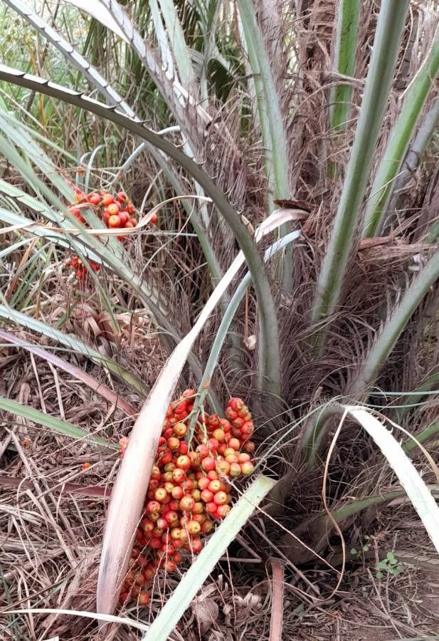 Butia odorata fruit
