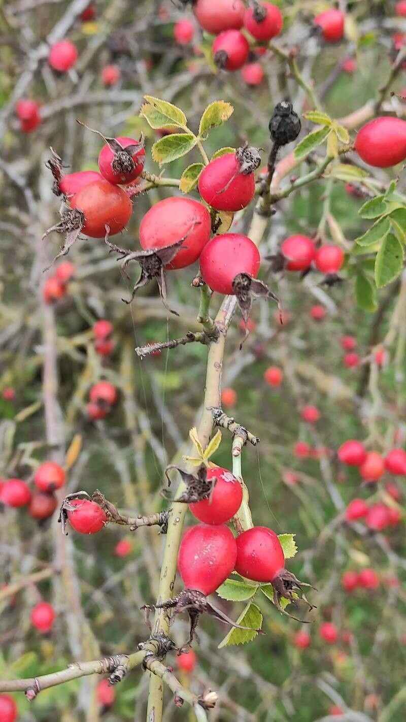 Rosa micrantha fruit