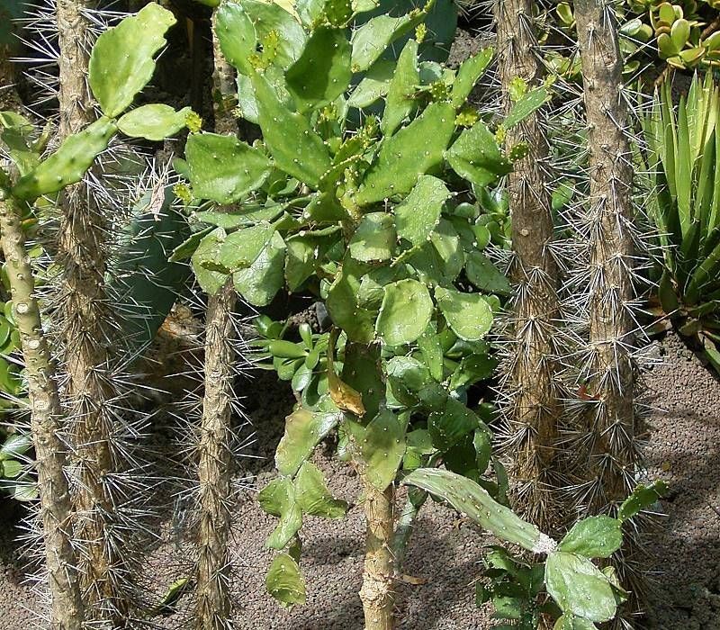 Opuntia brasiliensis