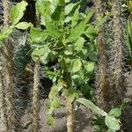 Opuntia brasiliensis