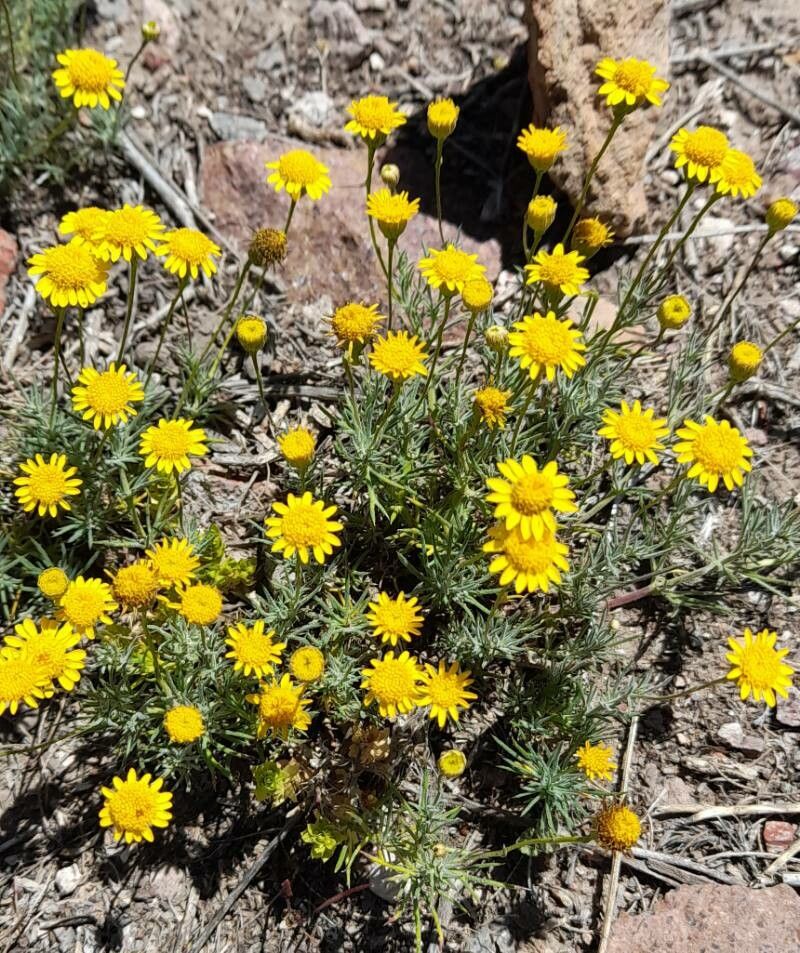 Thymophylla pentachaeta habit