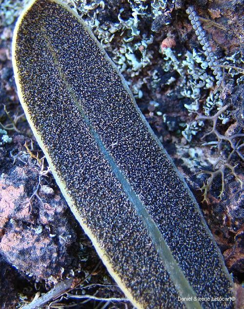 Elaphoglossum glabratum leaf