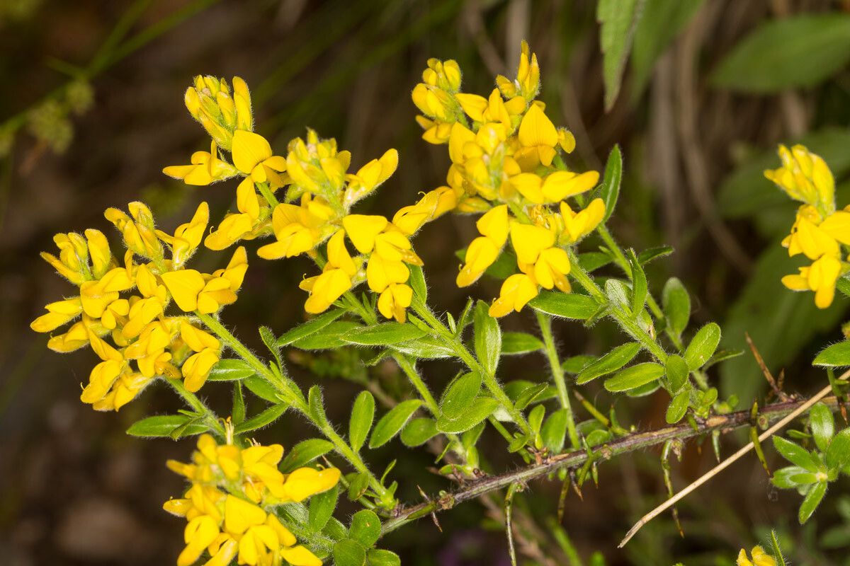 Genista germanica flower