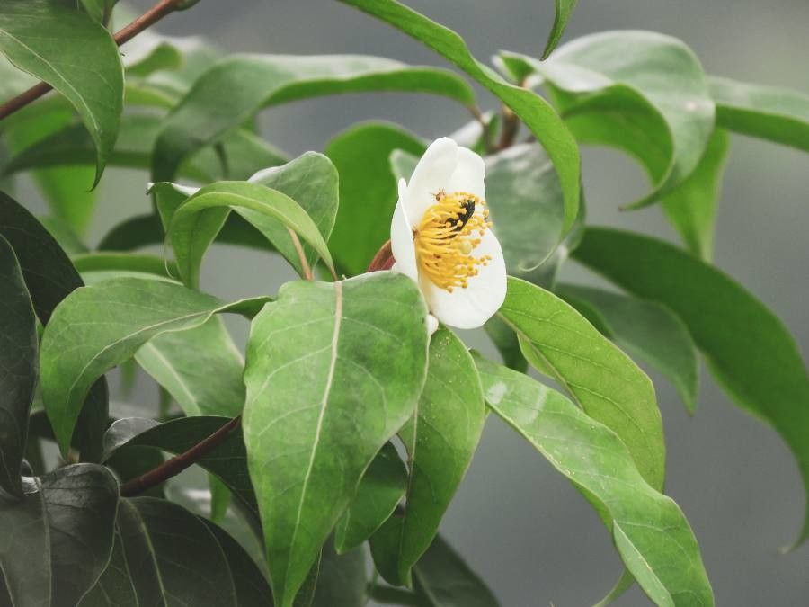 Schima wallichii — search result for 'Theaceae'